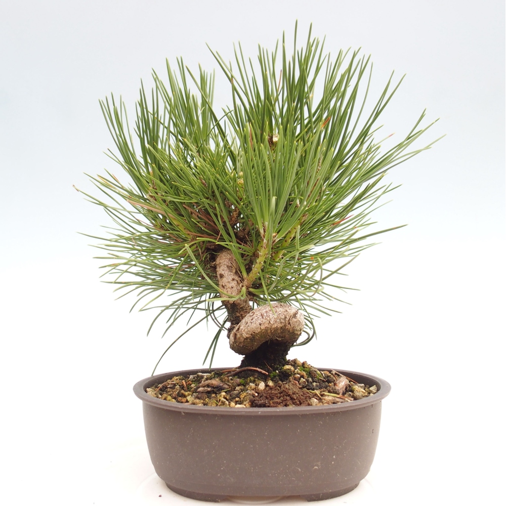 Outdoor bonsai - Pinus thunbergii - Thunbergia pine