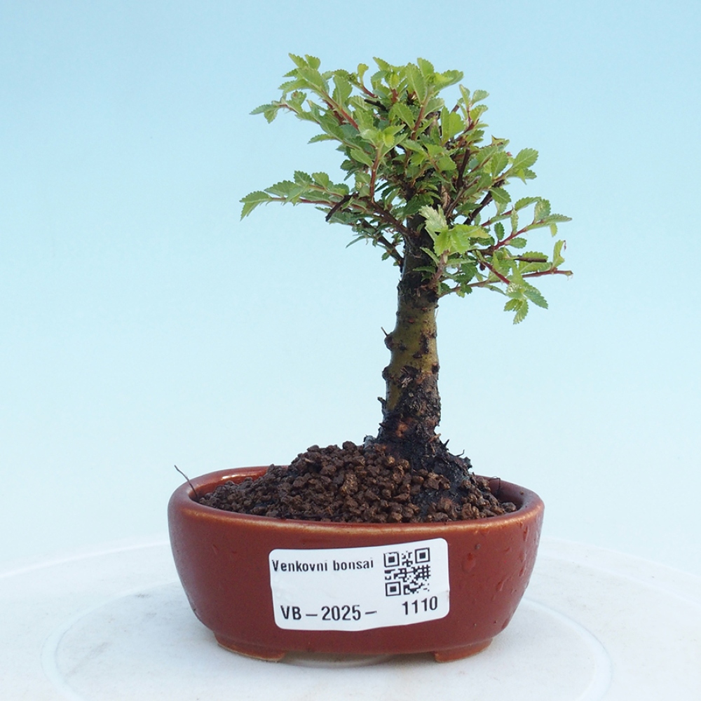 Outdoor bonsai - Ulmus parvifolia Sagei - Small-leaved elm
