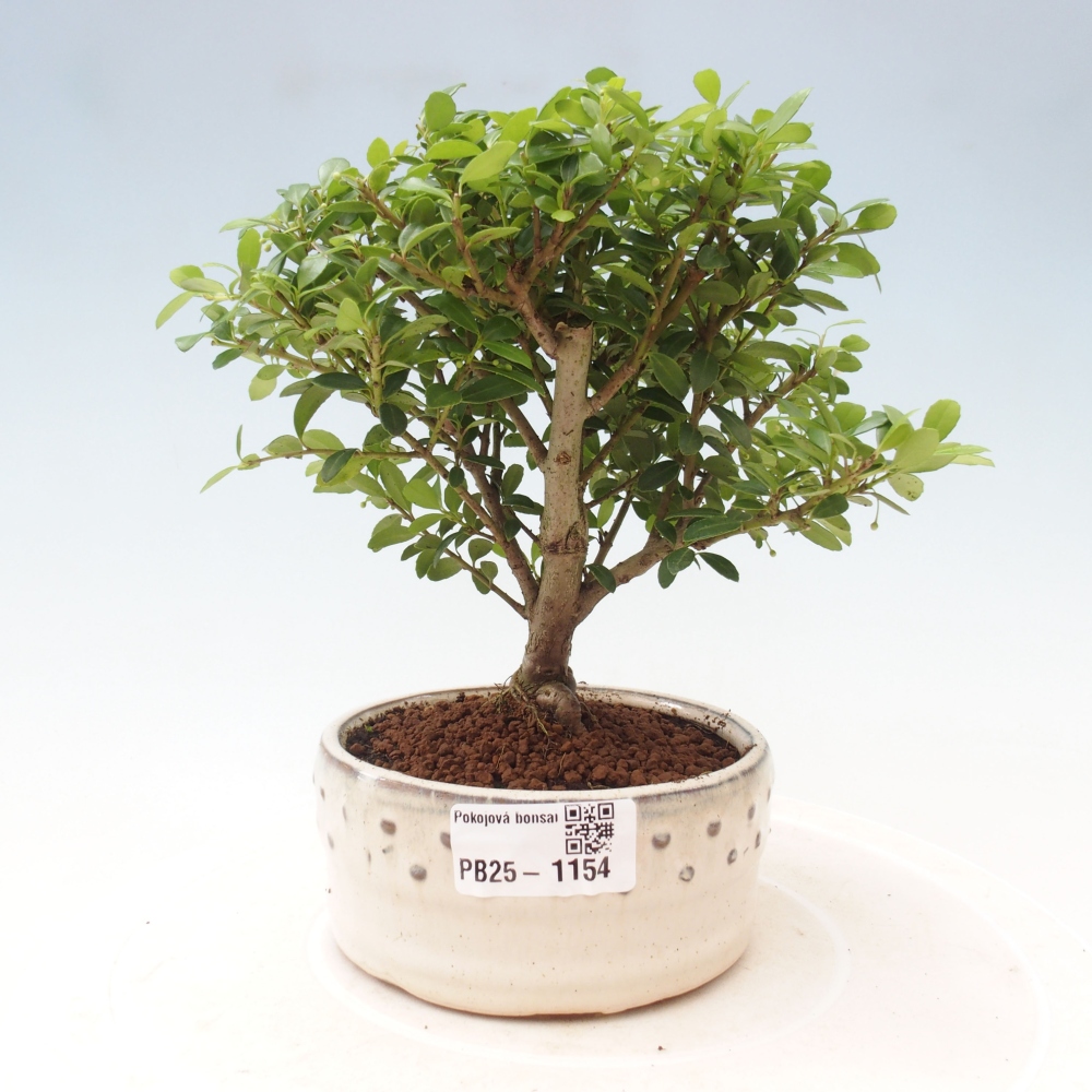 Indoor bonsai - Ilex crenata - Holly