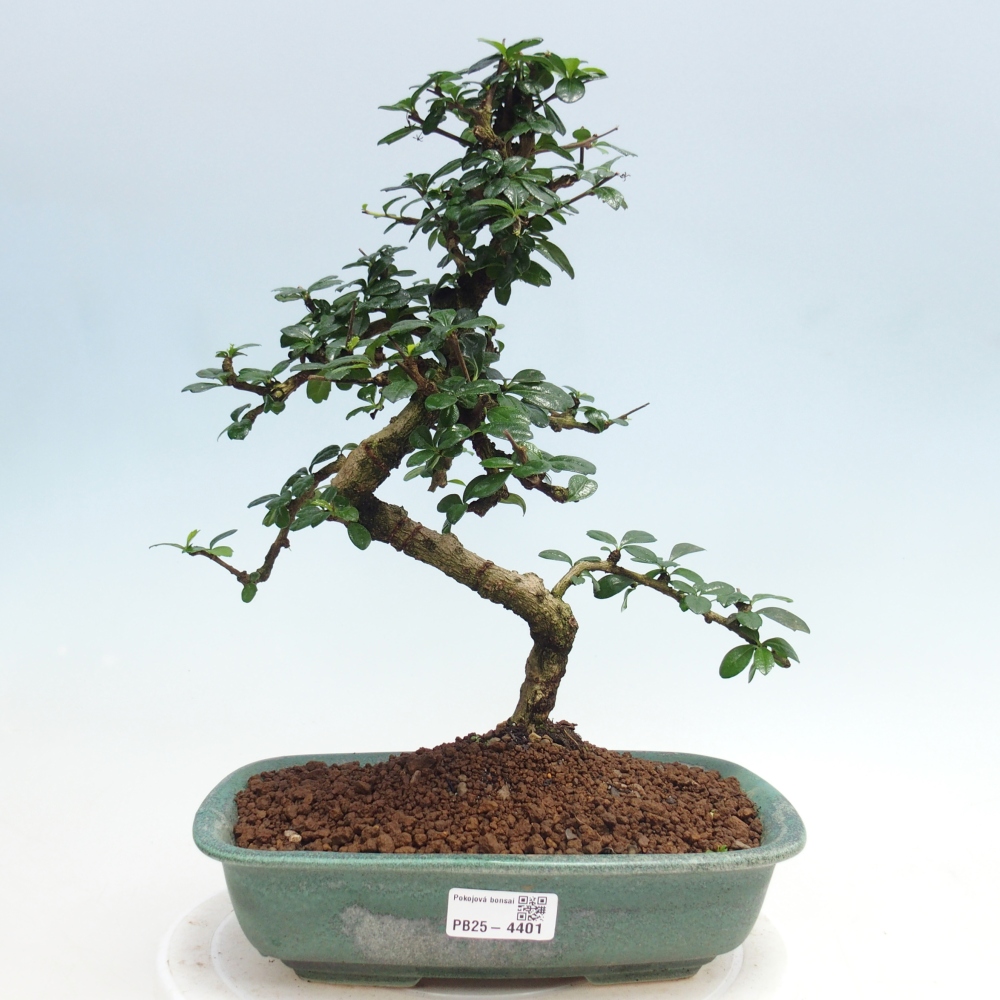 Room bonsai - Carmona macrophylla - Tea fuki