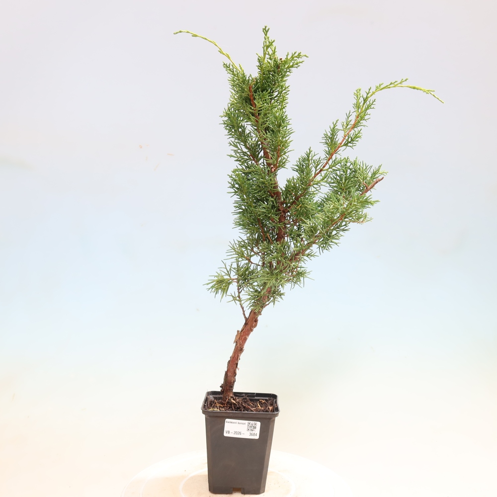 Outdoor bonsai - Juniperus chinensis Kishu