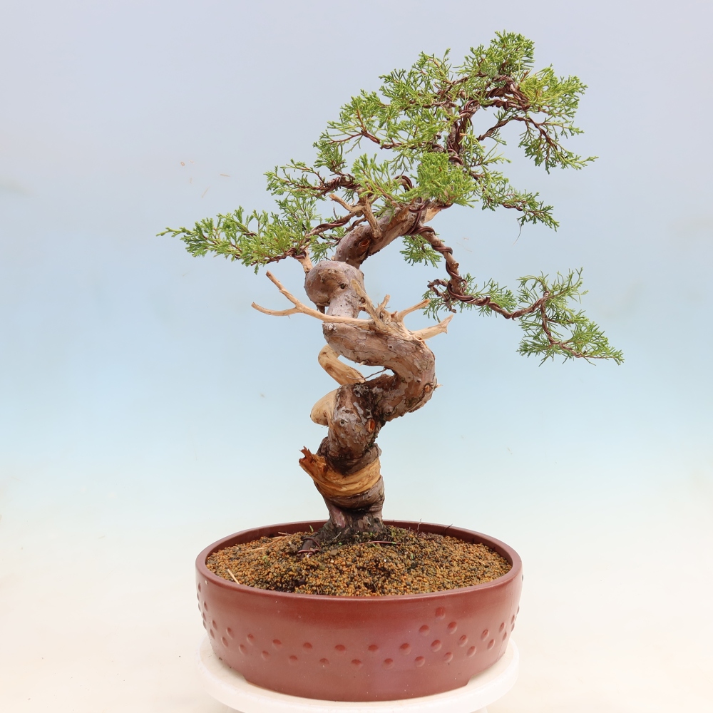 Outdoor Bonsai - Juniperus chinensis Itoigawa - Chinese Juniper