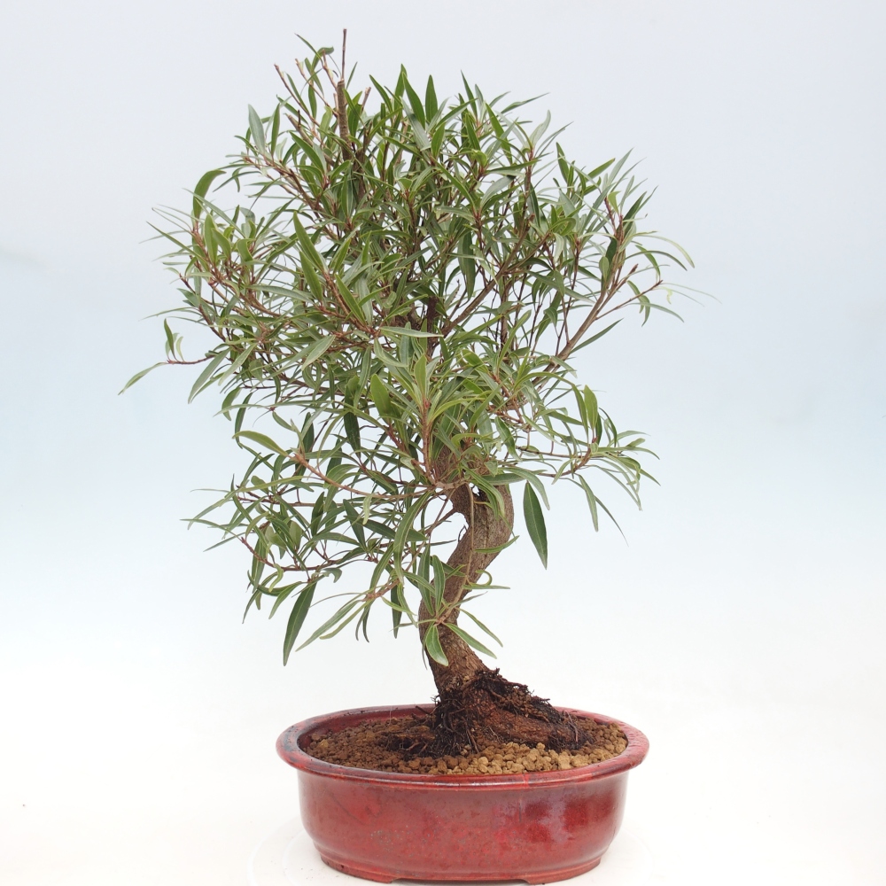 Room bonsai - Ficus nerifolia - small-leaved ficus