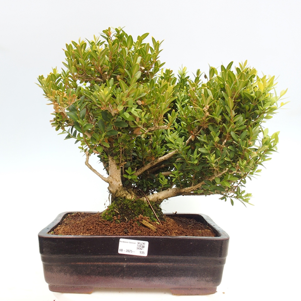 Outdoor bonsai - Buxus sempervirens - boxwood