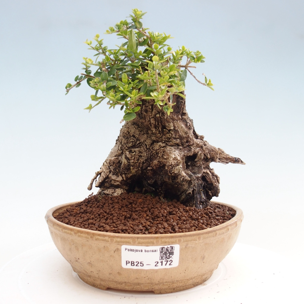 Indoor bonsai - Olea europaea sylvestris - European small-leaved olive oil