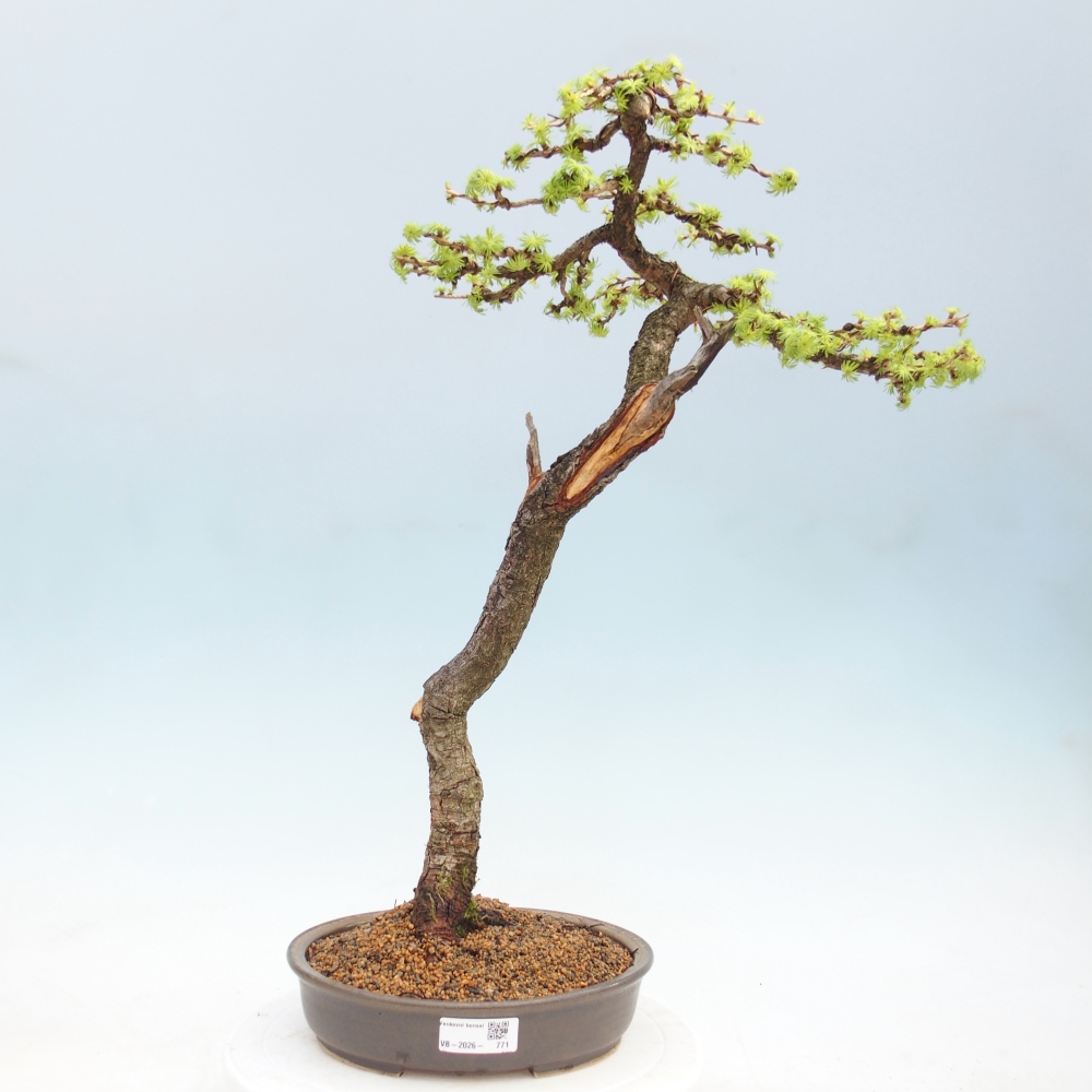 Outdoor bonsai -Larix decidua - Larch