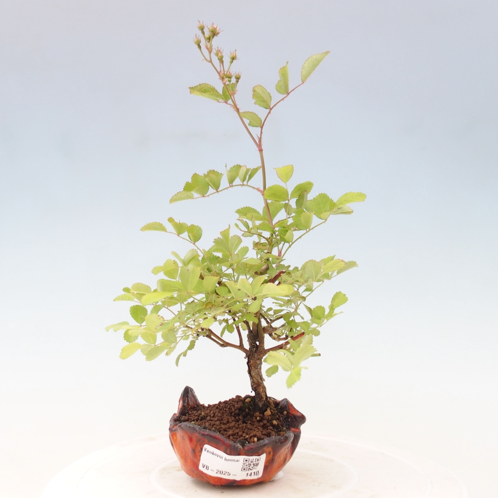 Outdoor bonsai - Rosa sp. - small-flowered rose