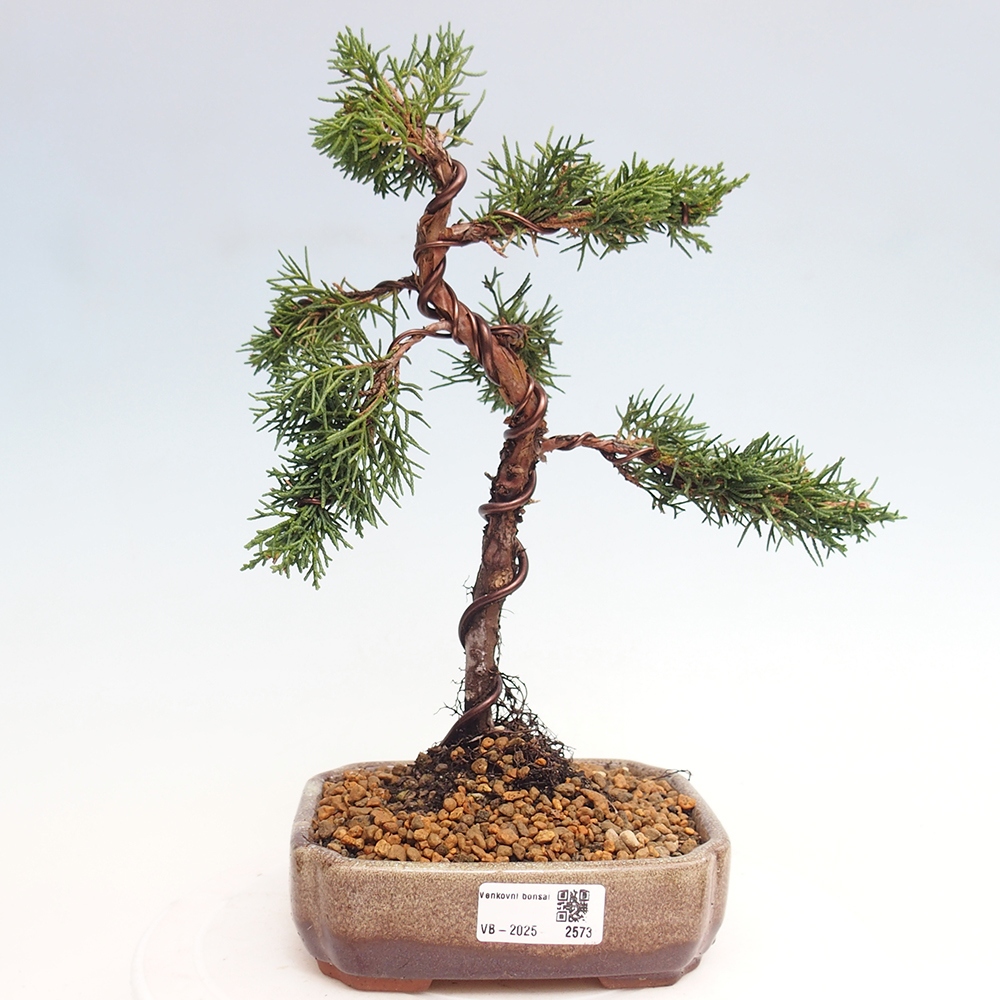 Outdoor bonsai - Juniperus chinensis Kishu - Chinese Juniper