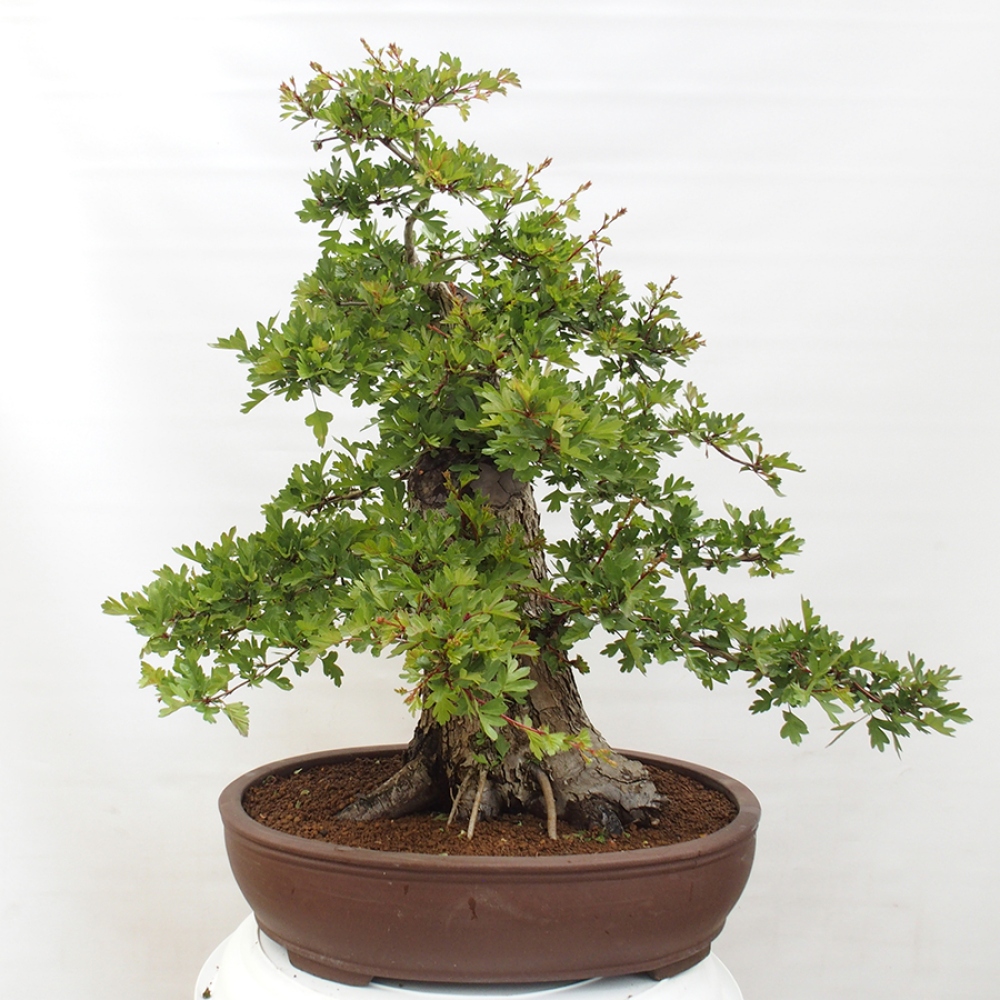 Outdoor bonsai - Hawthorn - Crataegus monogyna