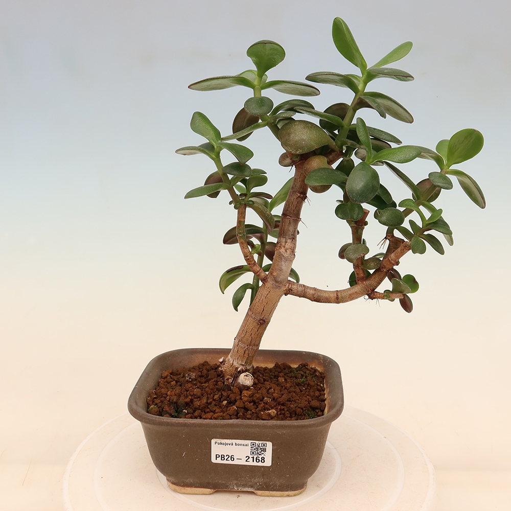 Room bonsai - Portulakaria Afra - Tlustice
