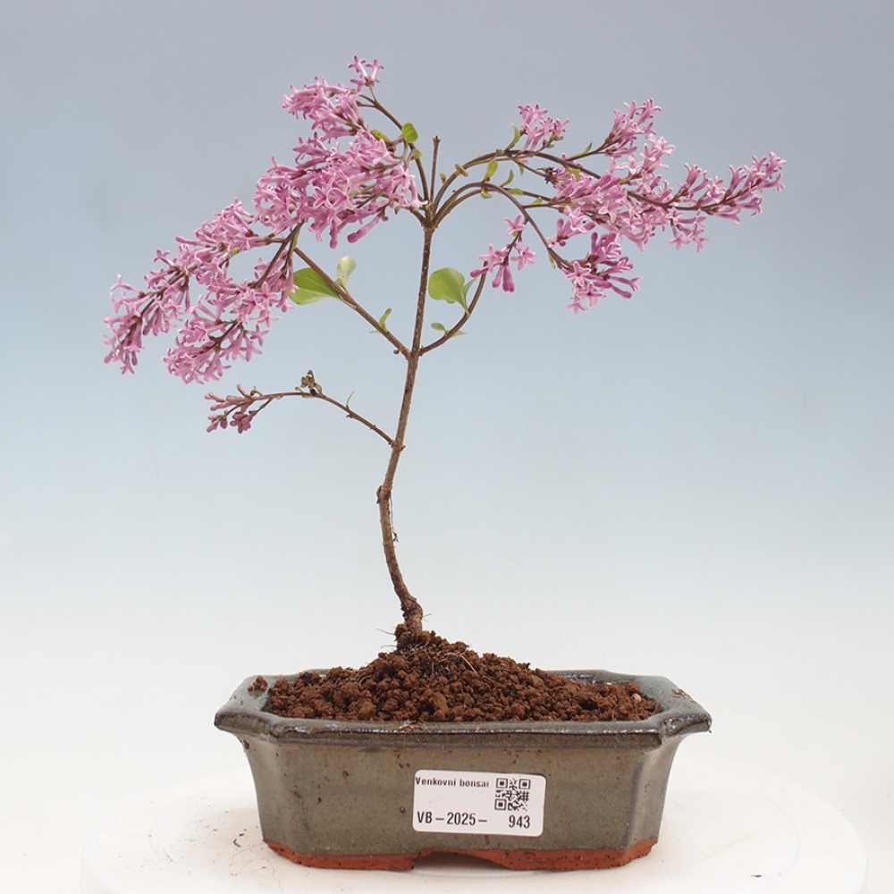 Outdoor bonsai - Syringa Meyeri Palibin - Meyer's Lilac