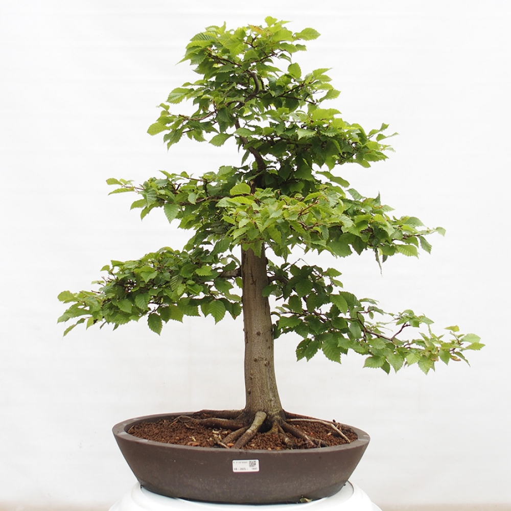 Outdoor bonsai - Hornbeam - Carpinus betulus