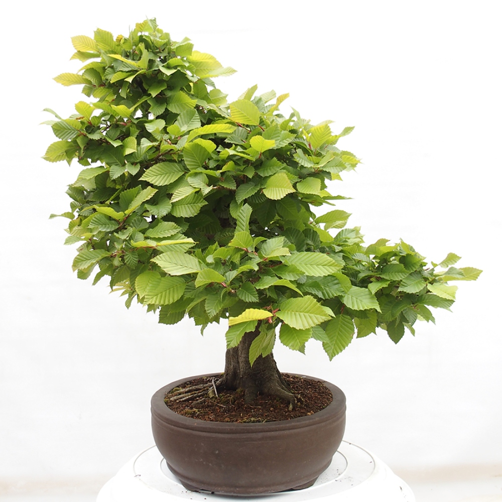 Outdoor bonsai - Hornbeam - Carpinus betulus