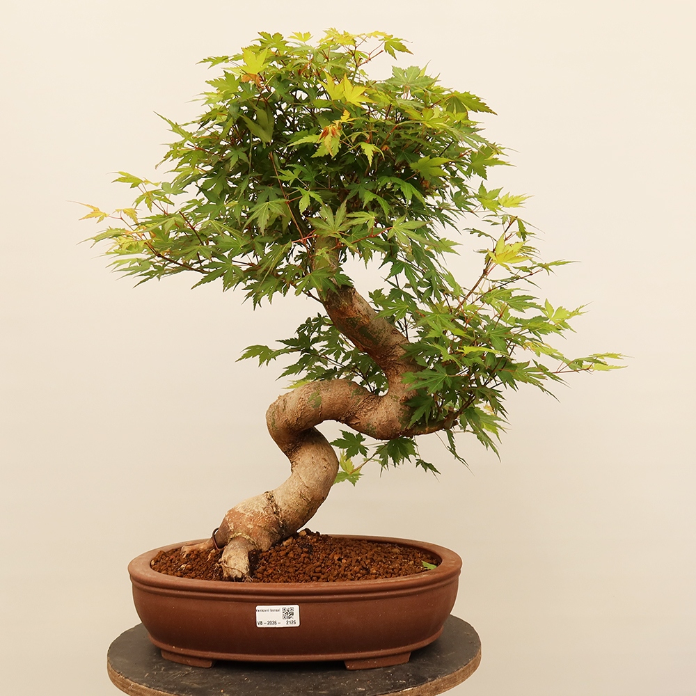Outdoor bonsai - Maple palmatum - Palms