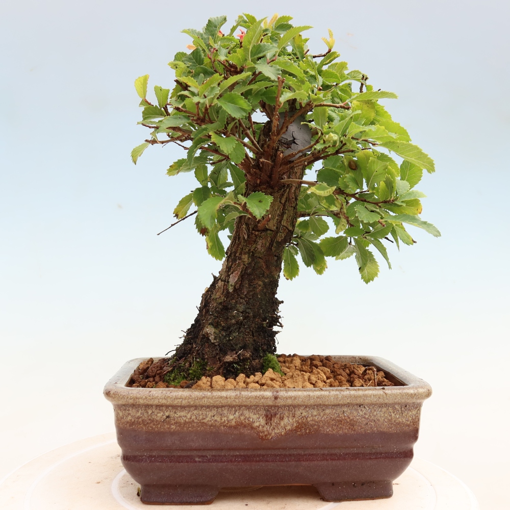 Outdoor bonsai - Zelkova - Zelkova NIRE