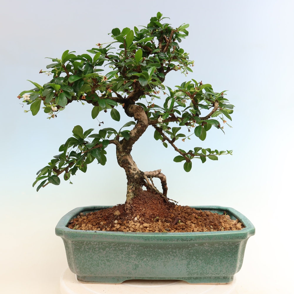 Room bonsai - Carmona macrophylla - Tea fuki