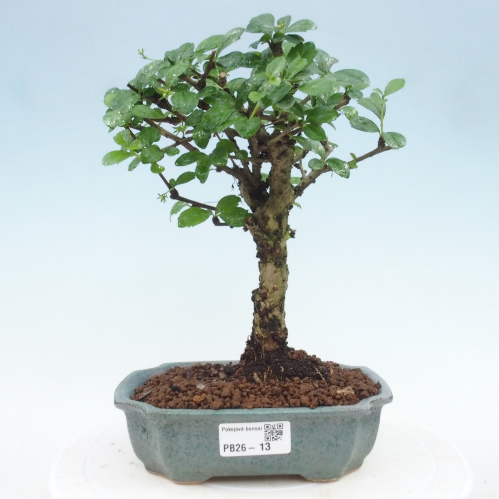 Room bonsai - Carmona macrophylla - Tea fuki