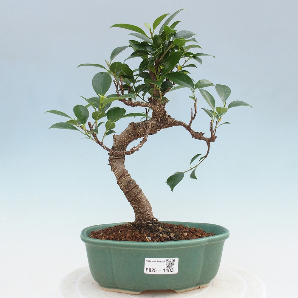 Indoor bonsai - Ficus retusa - small ficus