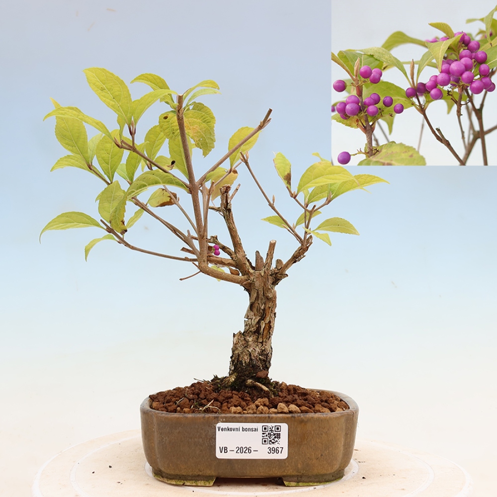Outdoor Bonsai - Beautyberry - Callicarpa bodinierova 'Profusion'
