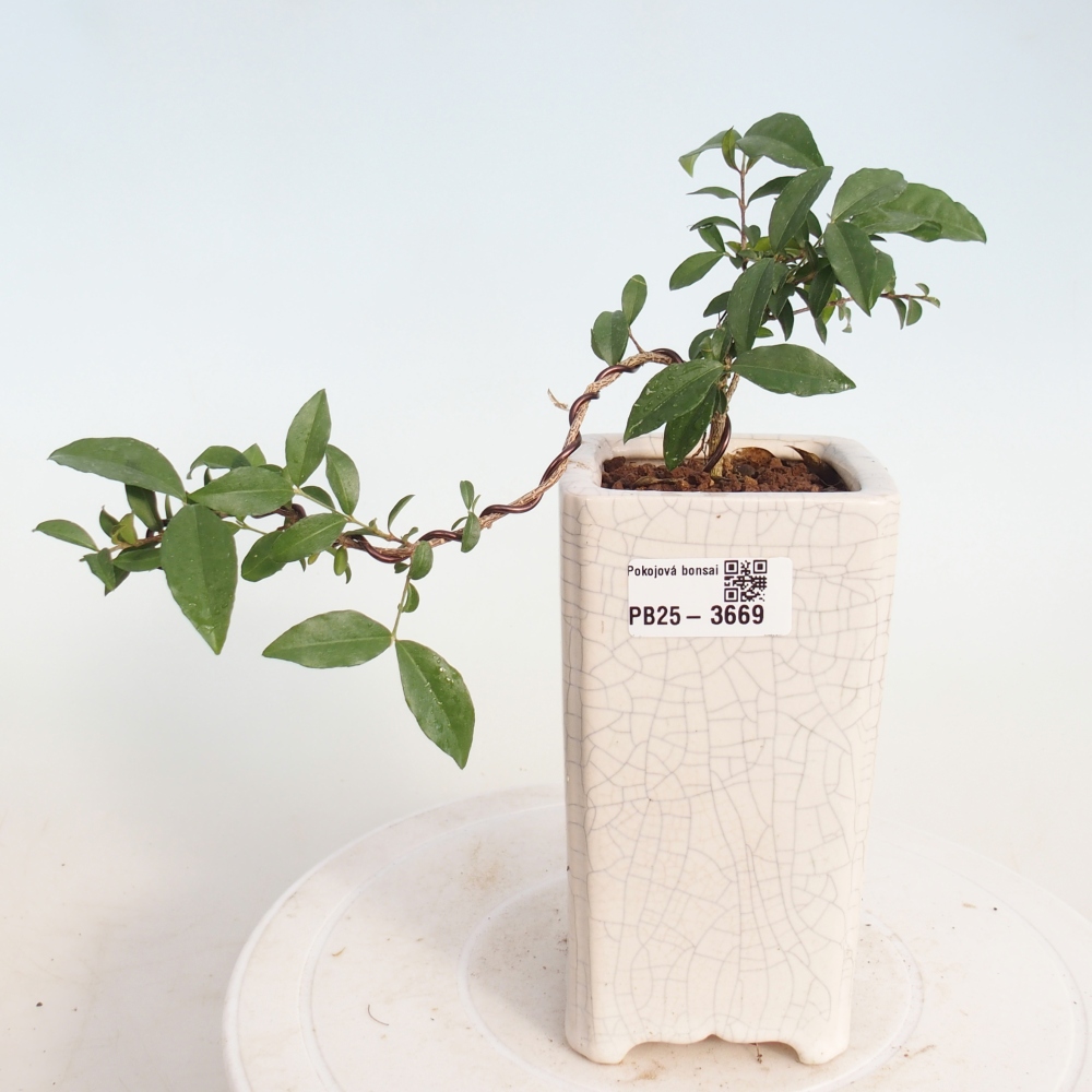 Room bonsai - Malpighia coccigera- Barbdor Cherry
