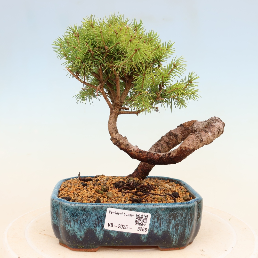 Outdoor bonsai - Spruce - Picea glauca globe