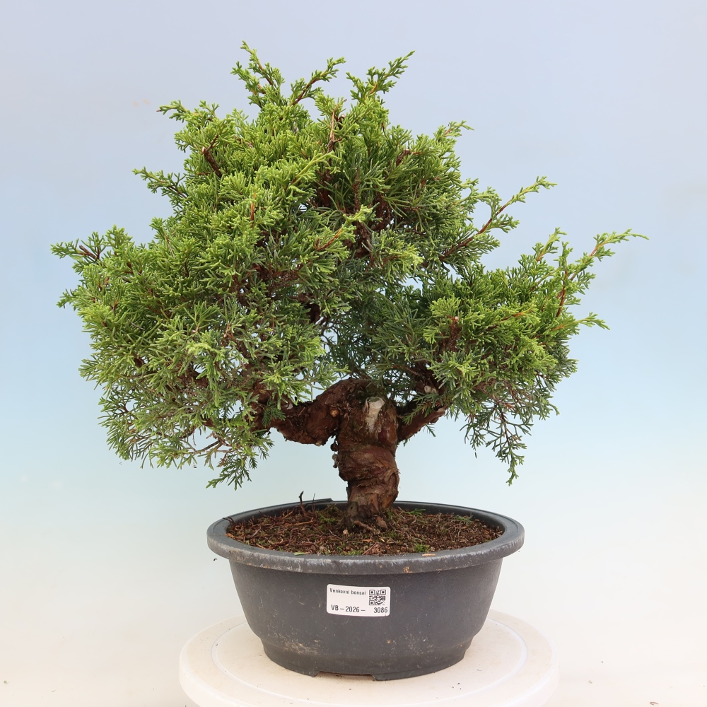 Outdoor Bonsai - Juniperus chinensis Itoigawa - Chinese Juniper