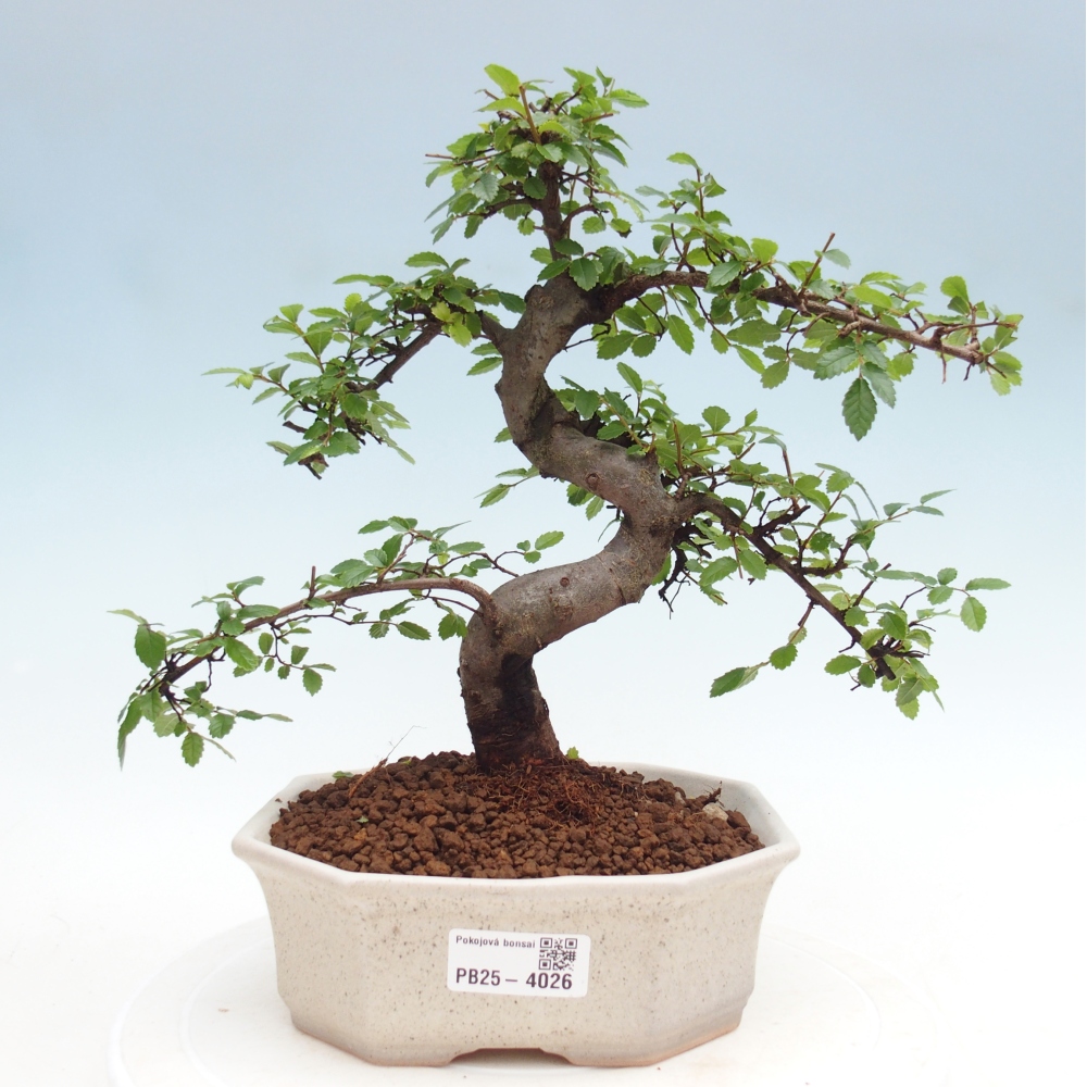 Room bonsai - Ulmus parvifolia - Small-leaved elm
