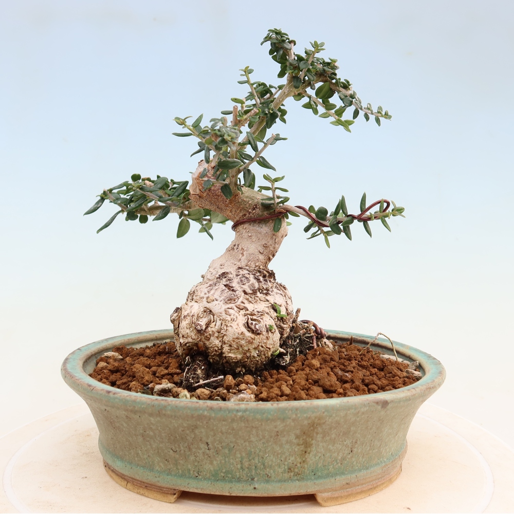 Indoor bonsai - Olea europaea sylvestris