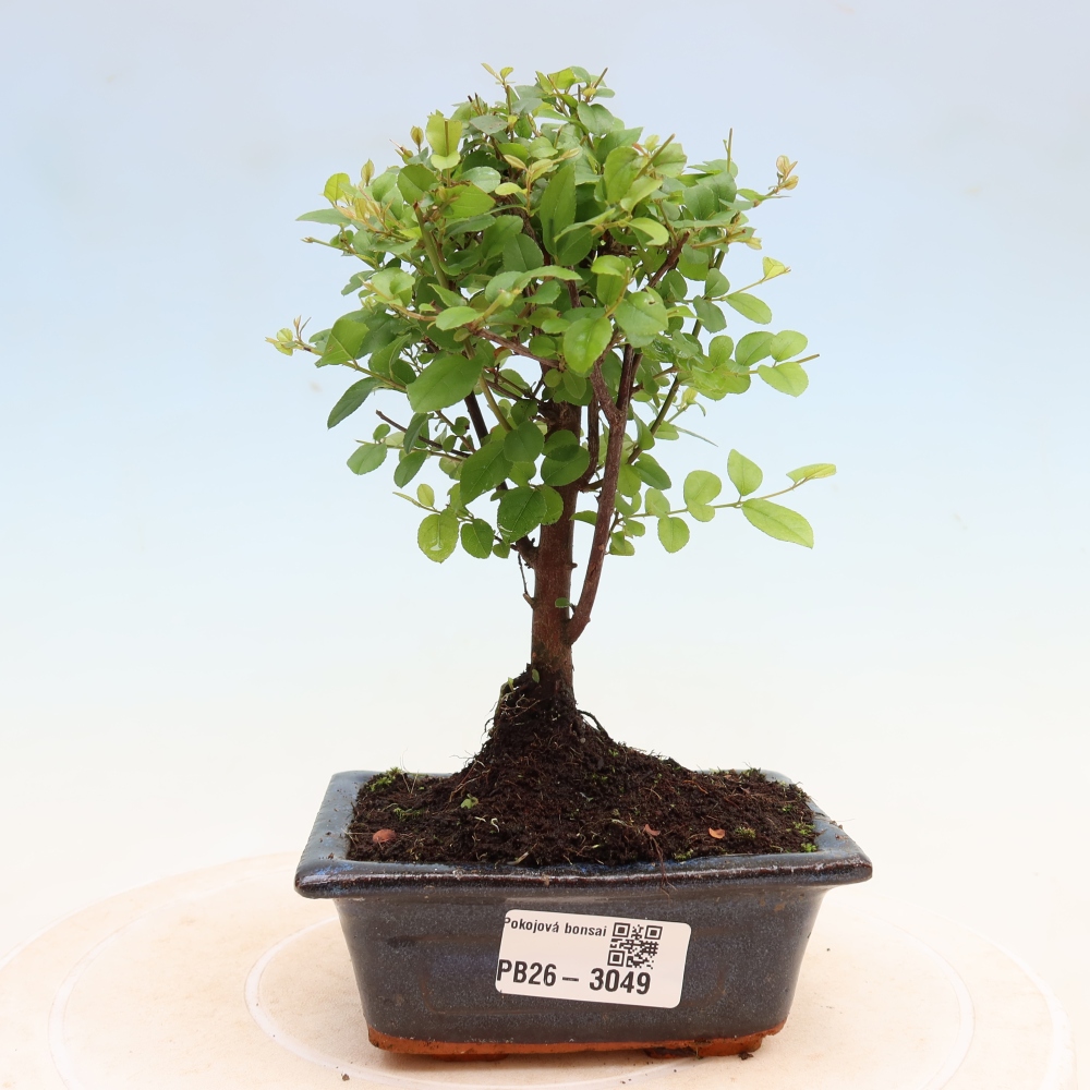 Room bonsai - Sageretia thea - Sageretia thea