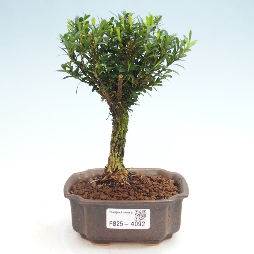 Room bonsai - Buxus harlandii - cork buxus