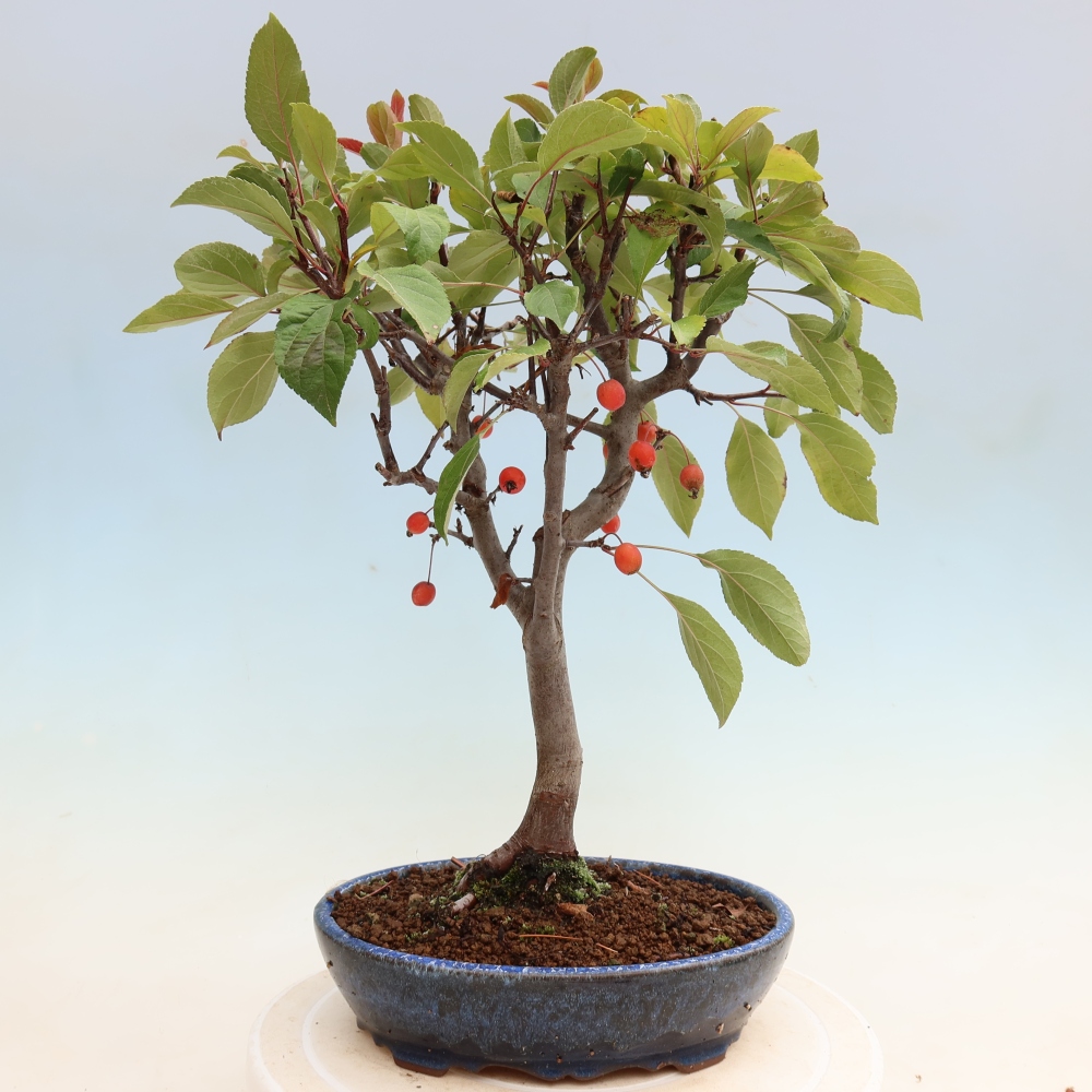 Outdoor bonsai -Malus domestica - Small-fruited red-leaved apple tree