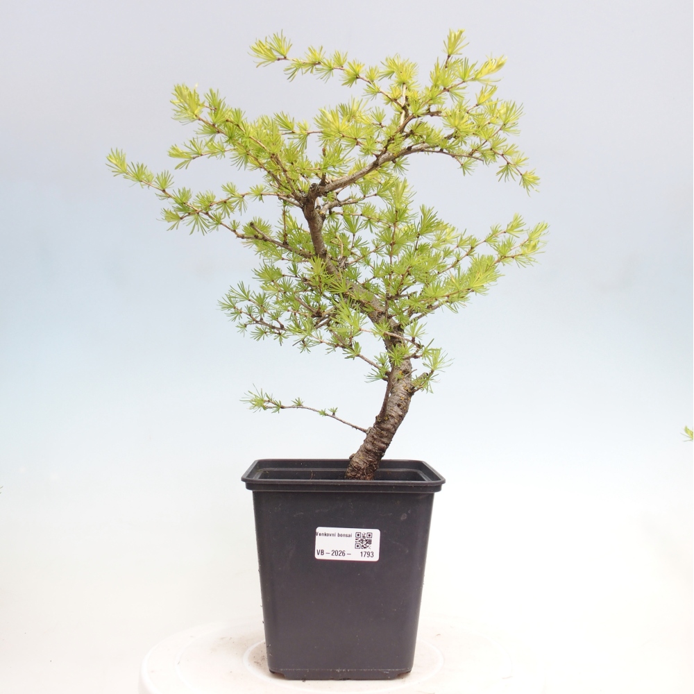 Outdoor bonsai -Larix decidua - Larch