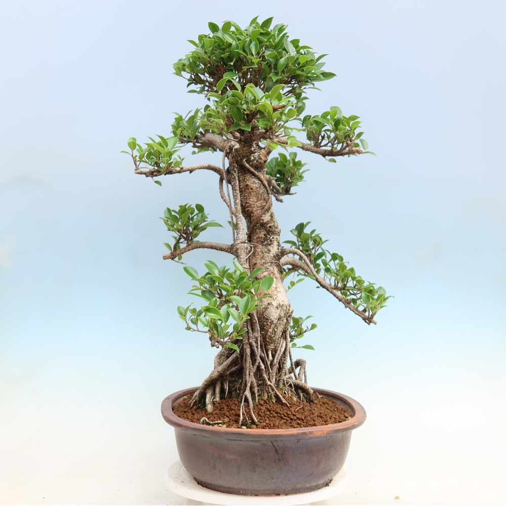 Room bonsai - Ficus kimmen - small-leaved ficus