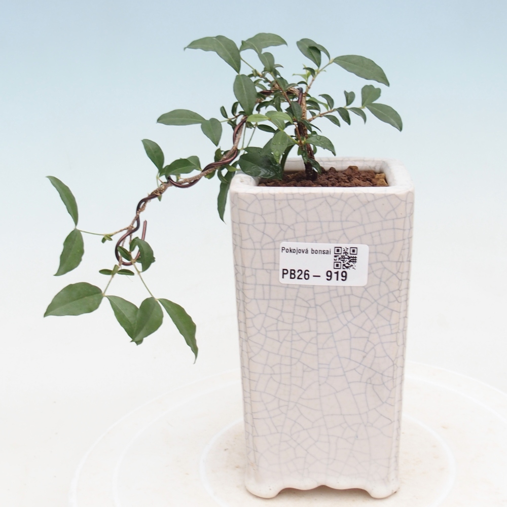 Room bonsai - Malpighia coccigera- Barbdor Cherry