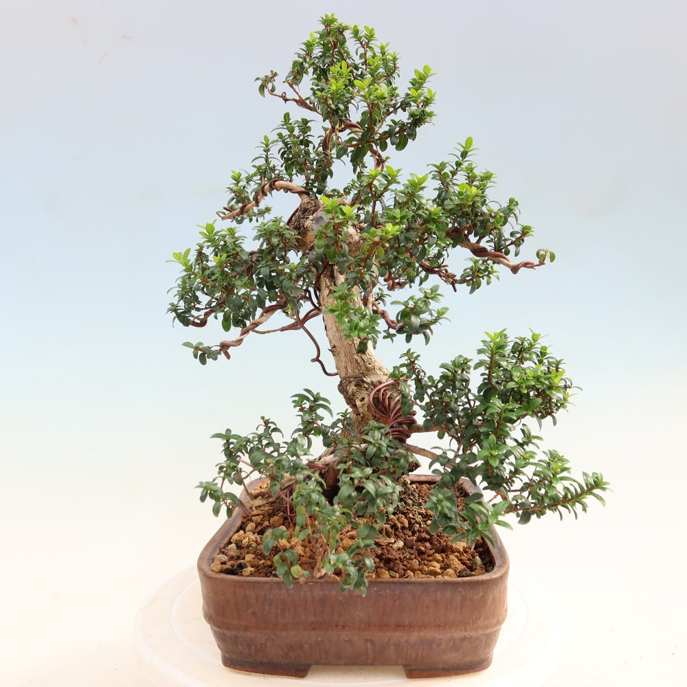 Indoor Bonsai - Myrtus communis - Common Myrtle