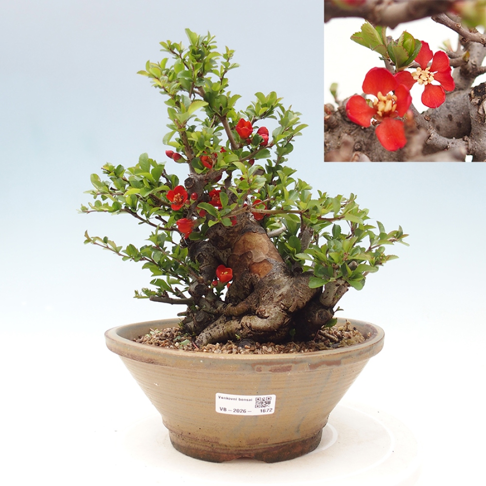 Outdoor bonsai - Chaneomeles speciosa - Quince