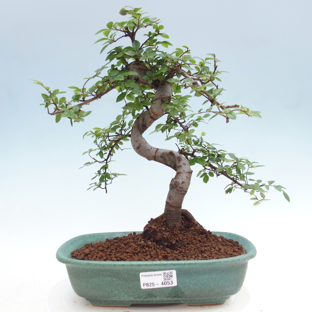 Room bonsai - Ulmus parvifolia - Small-leaved elm