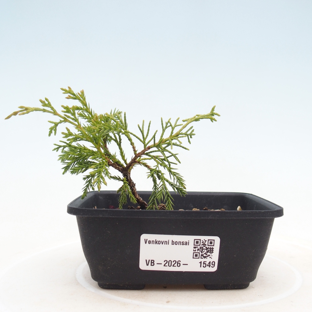 Outdoor bonsai - Juniperus chinensis Itoigawa