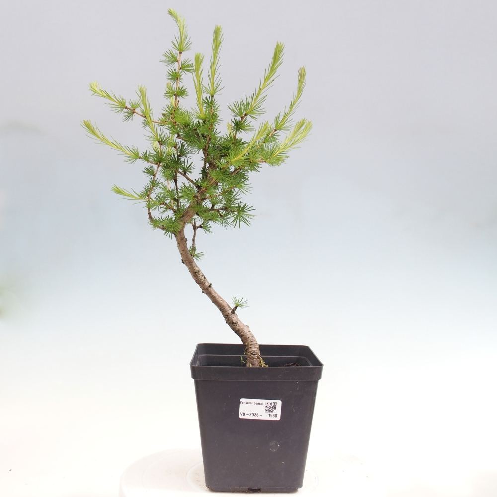 Outdoor bonsai -Larix decidua - Larch