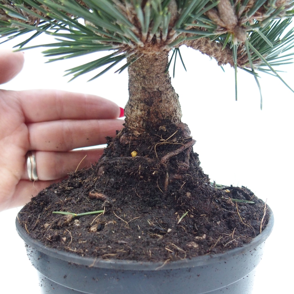 Outdoor bonsai - Pinus thunbergii senjyumaru - Thunberg pine