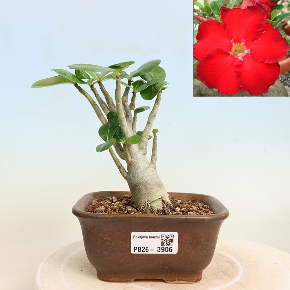 Indoor Bonsai - Adenium obesum Red Star - Desert Rose