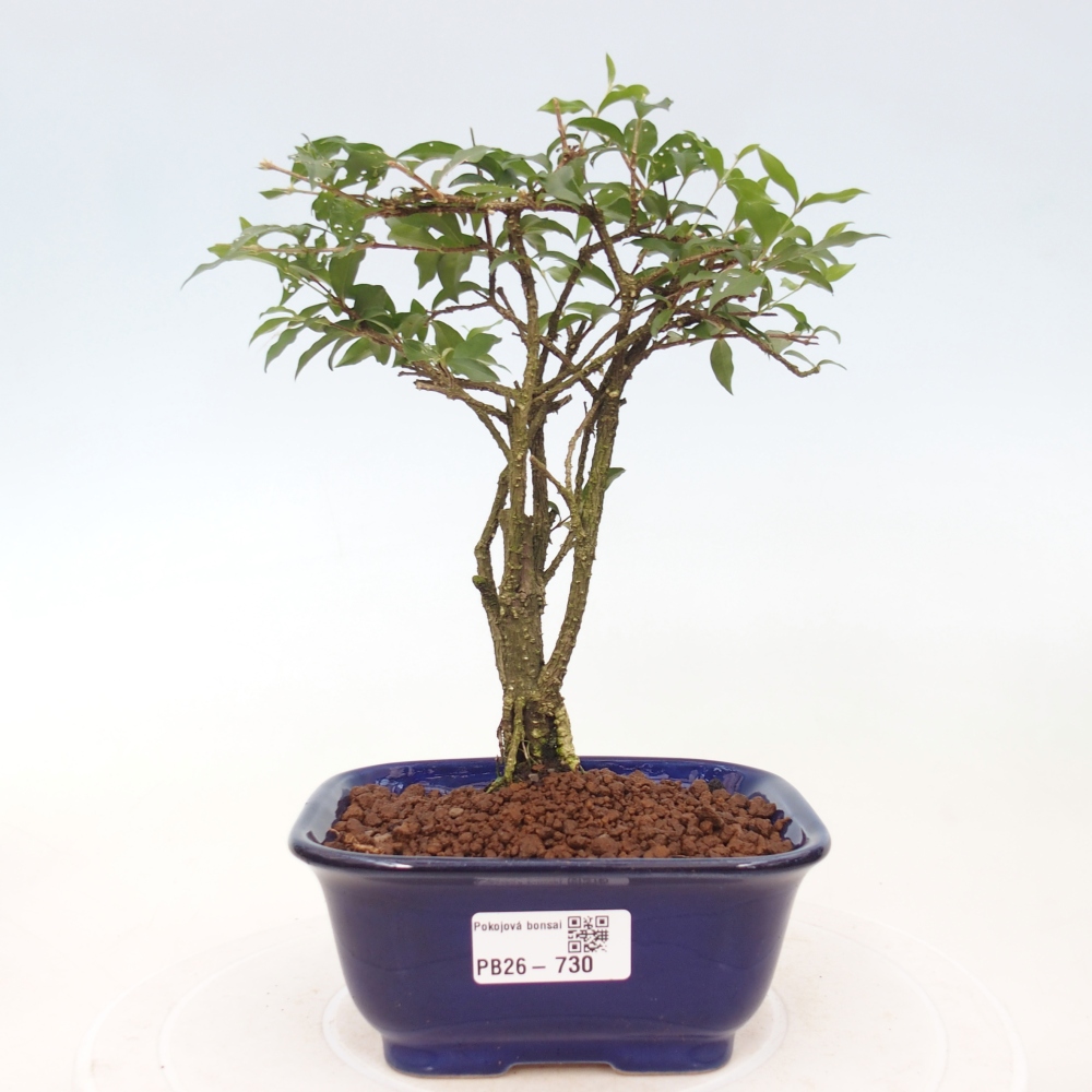 Room bonsai - Malpighia coccigera- Barbdorian cherry