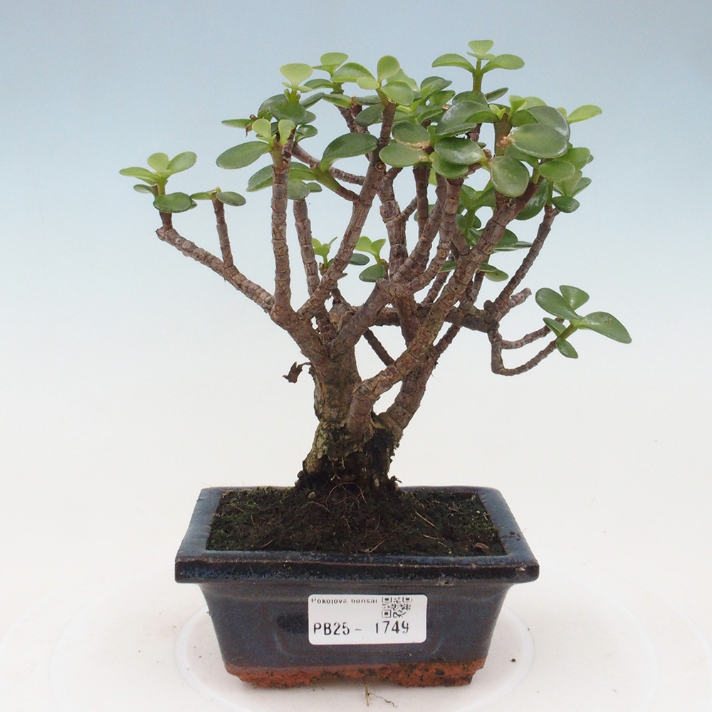 Indoor bonsai - Portulakaria Afra - Tlustice