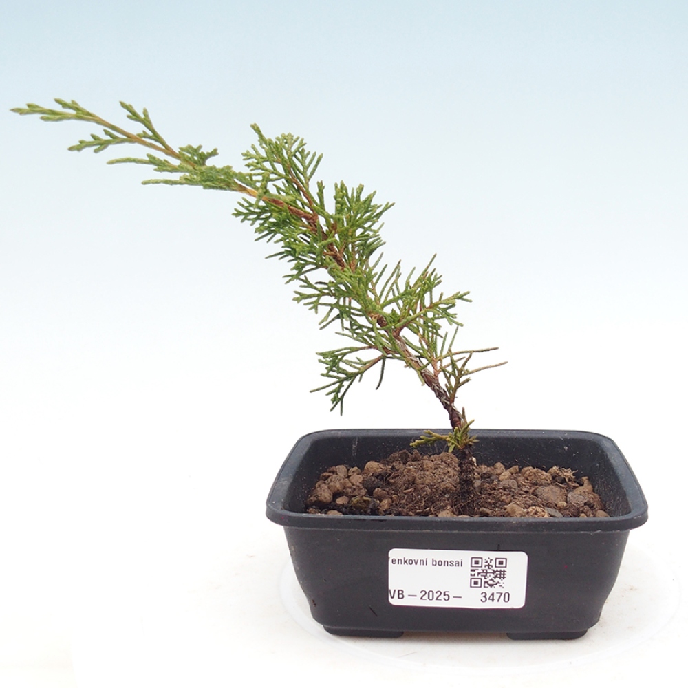 Outdoor bonsai - Juniperus chinensis Itoigawa