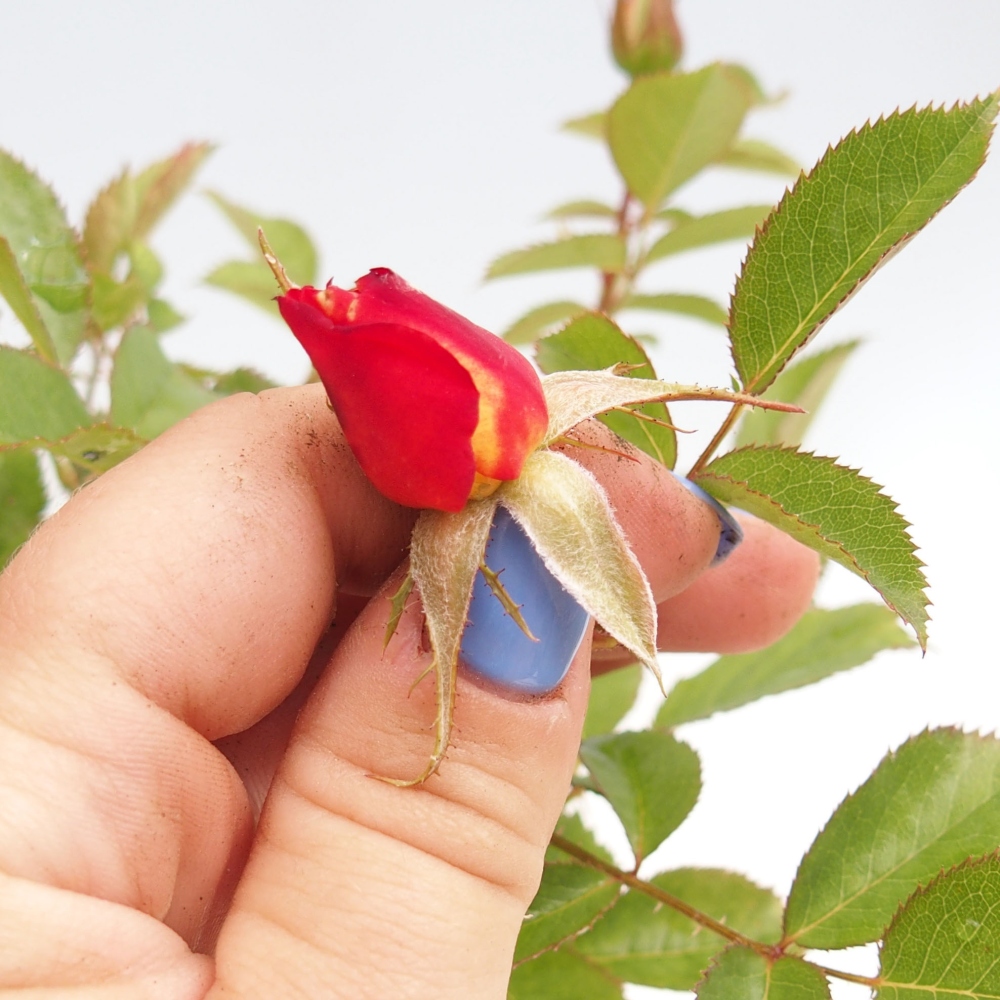 Outdoor bonsai - Rosa Kordes -  rose