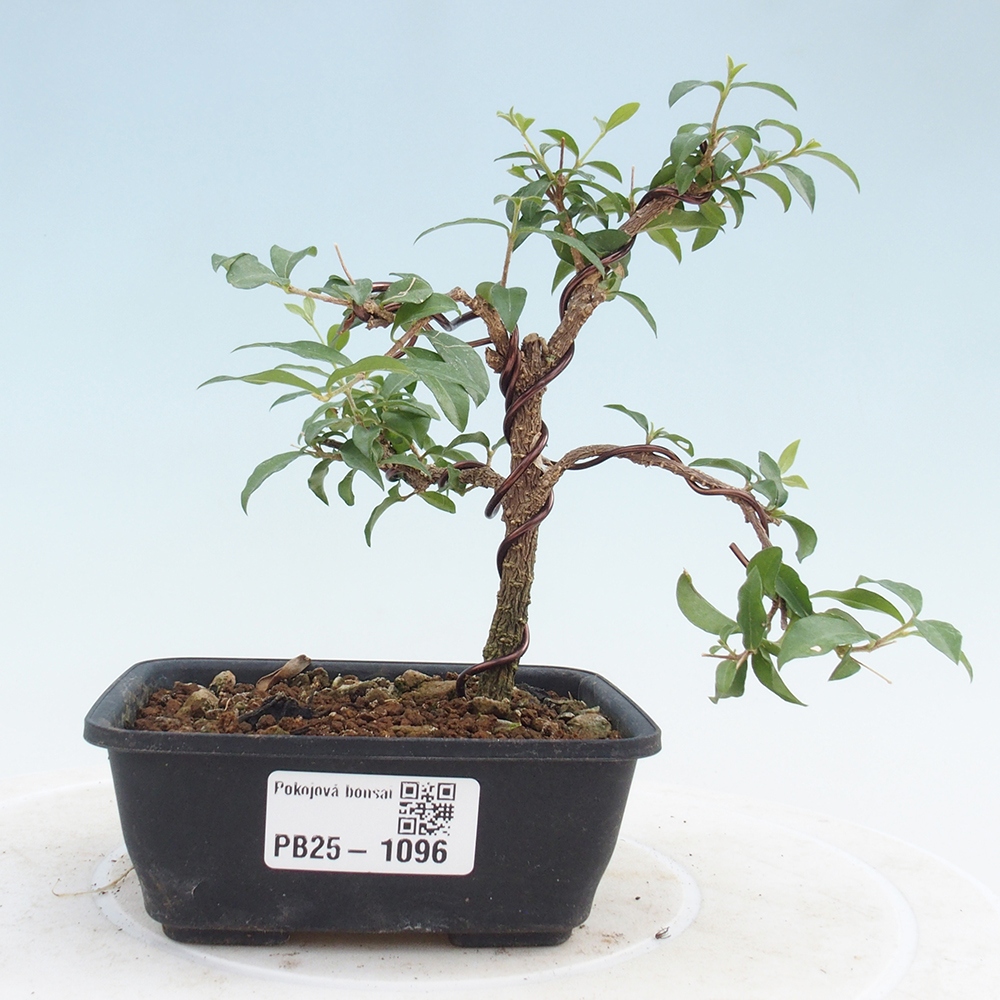 Room bonsai - Malpighia coccigera- Barbdorian cherry