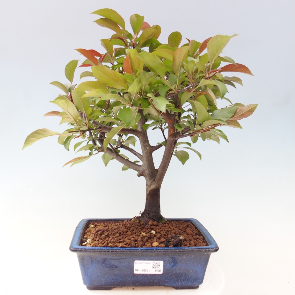 Outdoor bonsai - Malus domestica - Small-fruited red-leaved apple tree