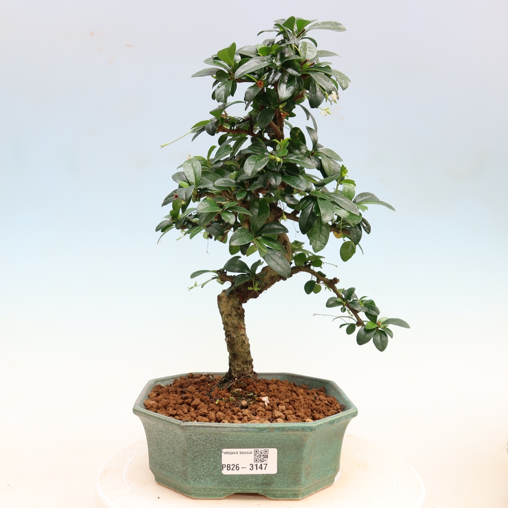 Room bonsai - Carmona macrophylla - Tea fuki