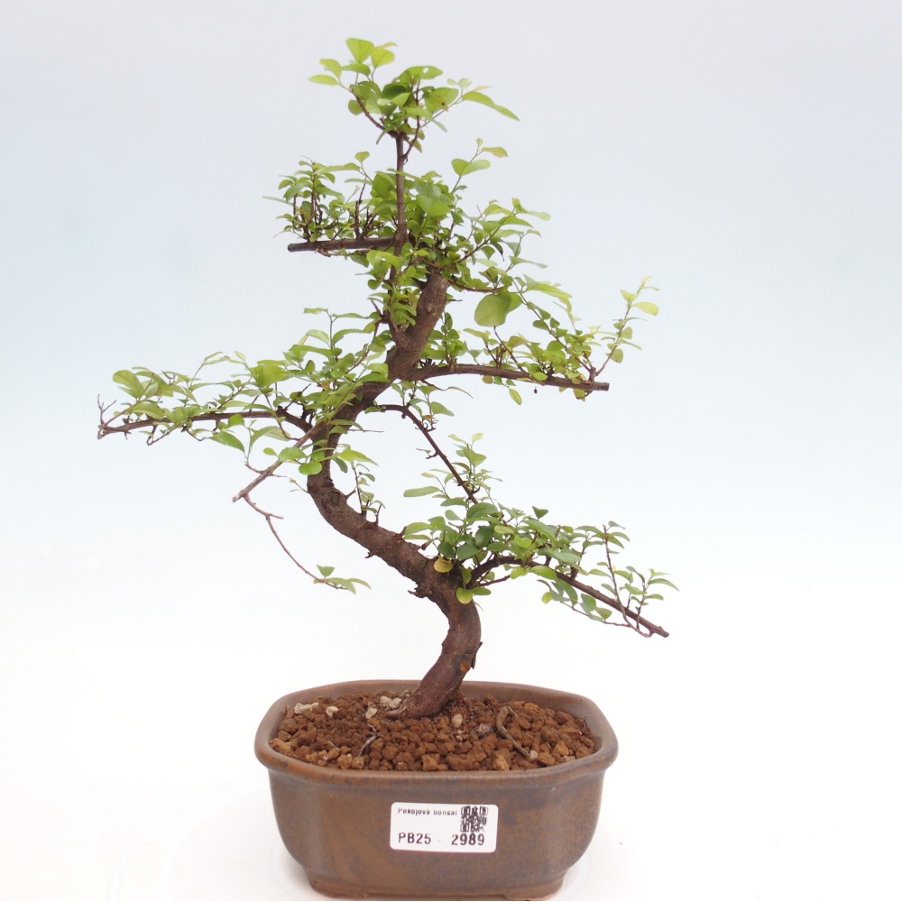 Indoor bonsai - Sagerécie thea - Sagerécie thea