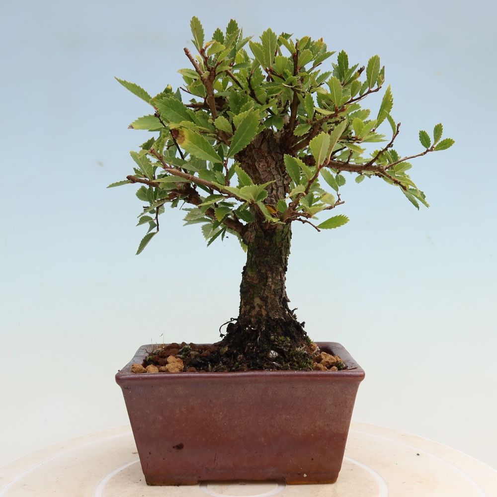 Outdoor bonsai - Zelkova - Zelkova NIRE